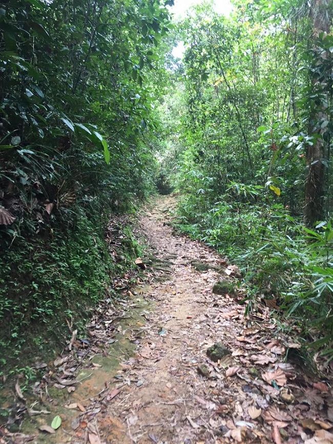 tranquil paths amidst the forest 