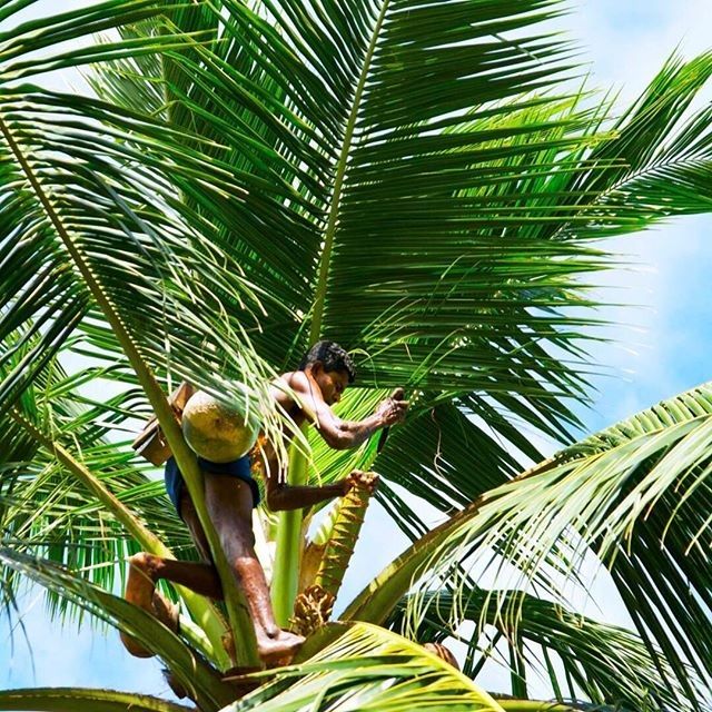 cutting the toddy flower to collect sap