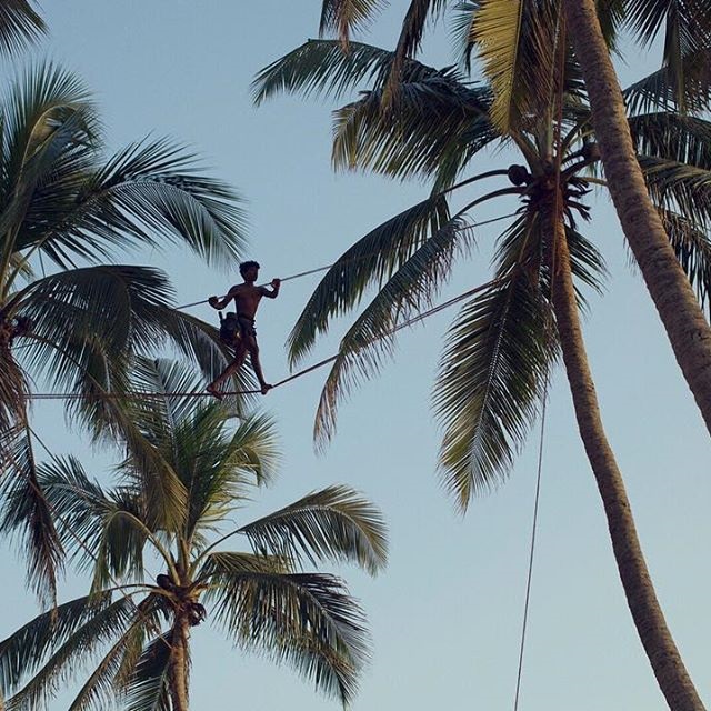 tody trappers use a tight-rope to traverse between trees