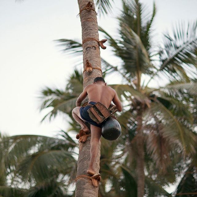 toddy tapping in sri lanka