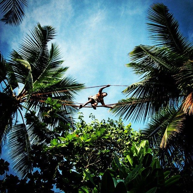 toddy tapping in sri lanka