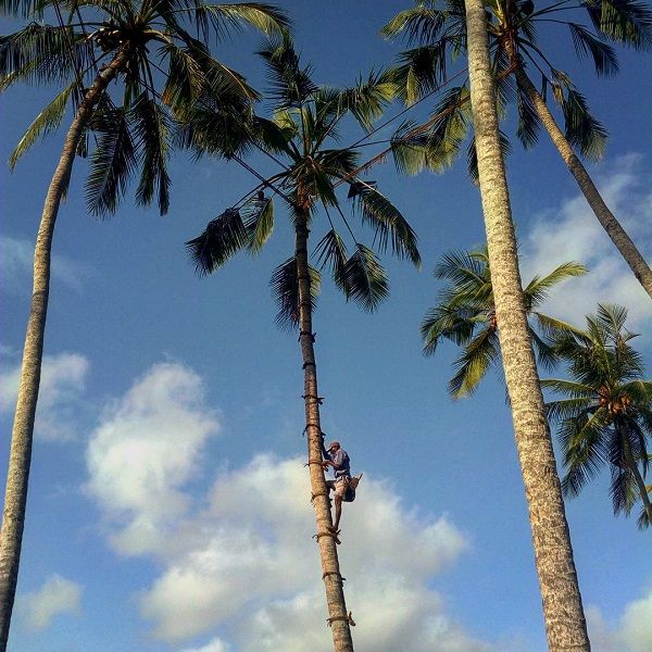 palm toddy tappers in sri lanka