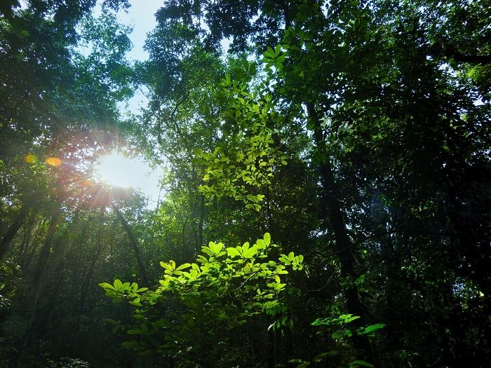 yagirala forest canopy sri lanka