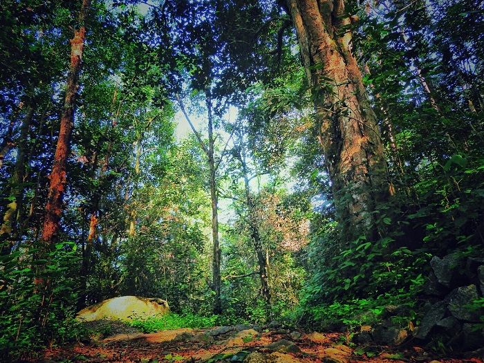 yagirala forest kalutara district