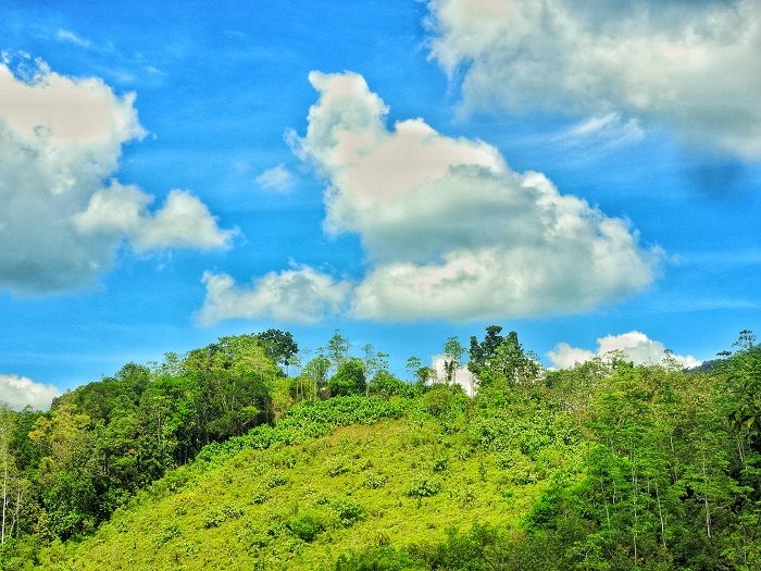 yagirala rain-forest reserve high grounds