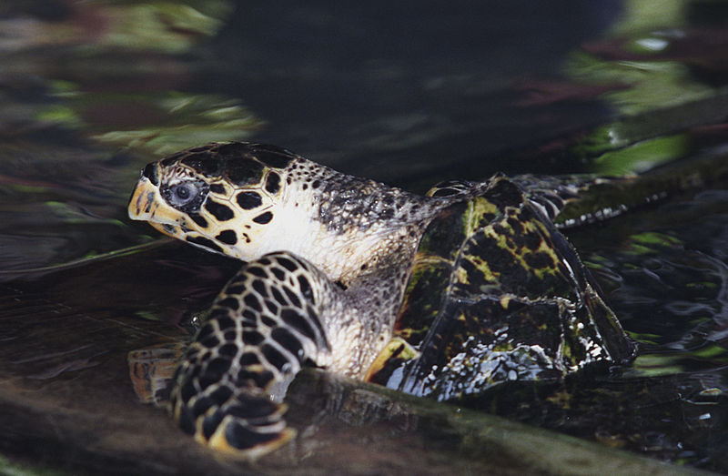 kosgoda turtle hatchery