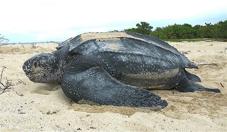leatherback sea turtle on the beach