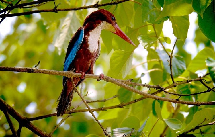 kingfisher is a common bird in sri lanka
