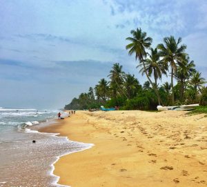 Palm fringed golden sands of Wadduwa beach