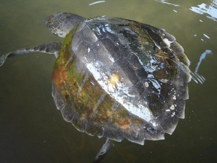 an Olive Ridley turtle in kosgoda