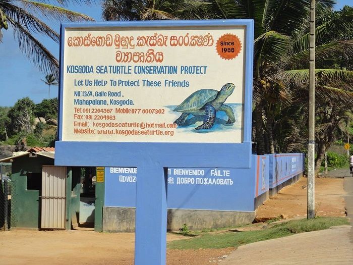 turtle conservation project sri lanka