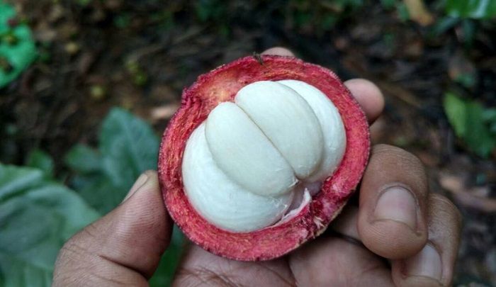 the edible inner fleshy area of mangosteen