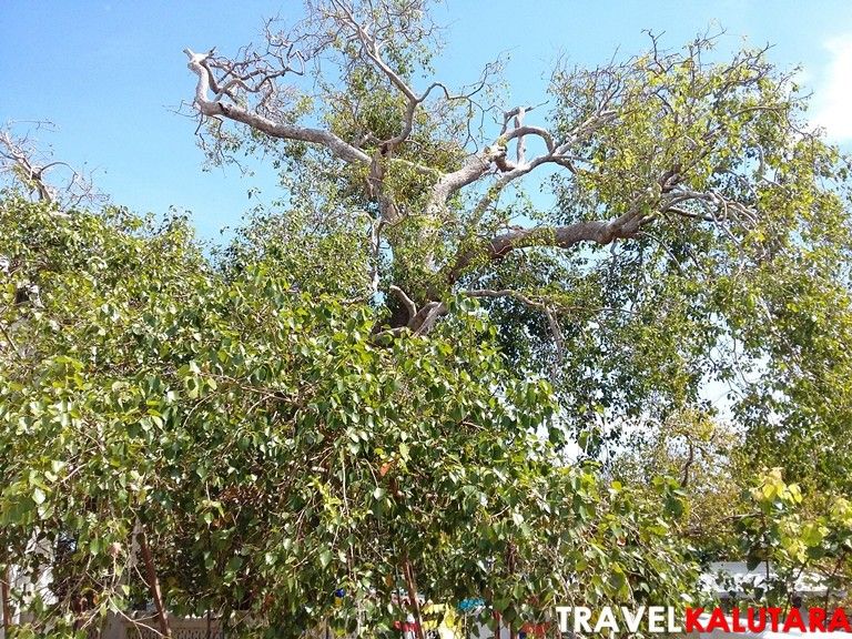 the bodhi tree of rankoth viharaya