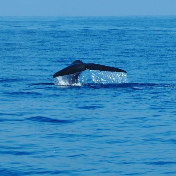 blue whales in mirissa