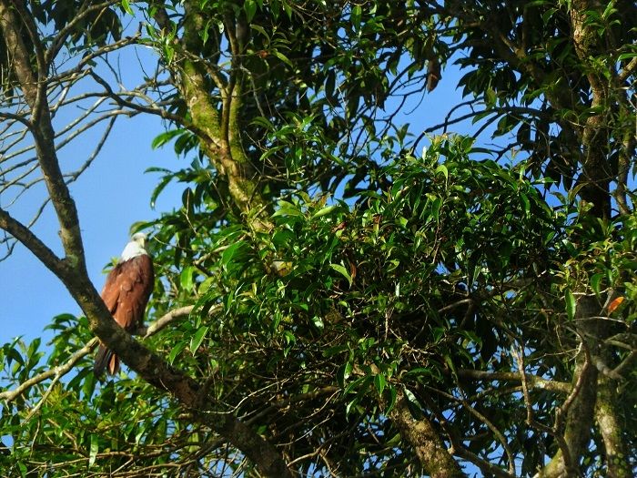 vigilant eagle in paniyawala reserve
