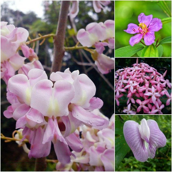 flowers of paniyawala rainforest sri lanka