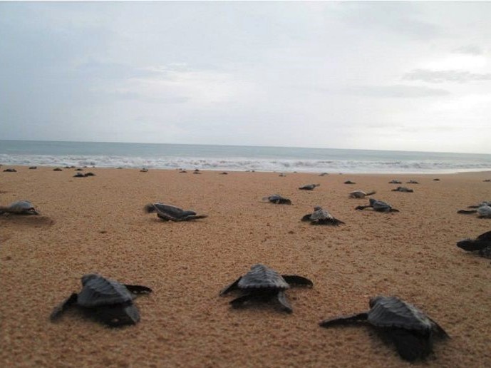 Turtle Hatching in to the Sea