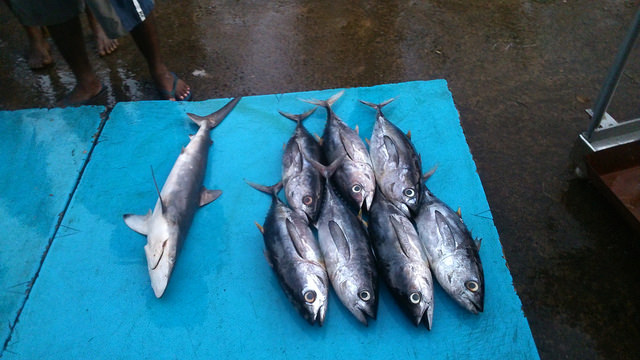 Beruwala fish market