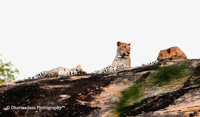 Safari in Yala | Sri Lanka